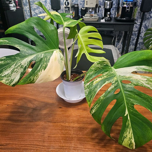 알보몬스테라 잎4장 (2)