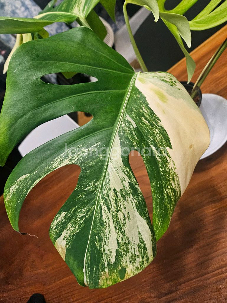 알보몬스테라 잎4장 (2)--1