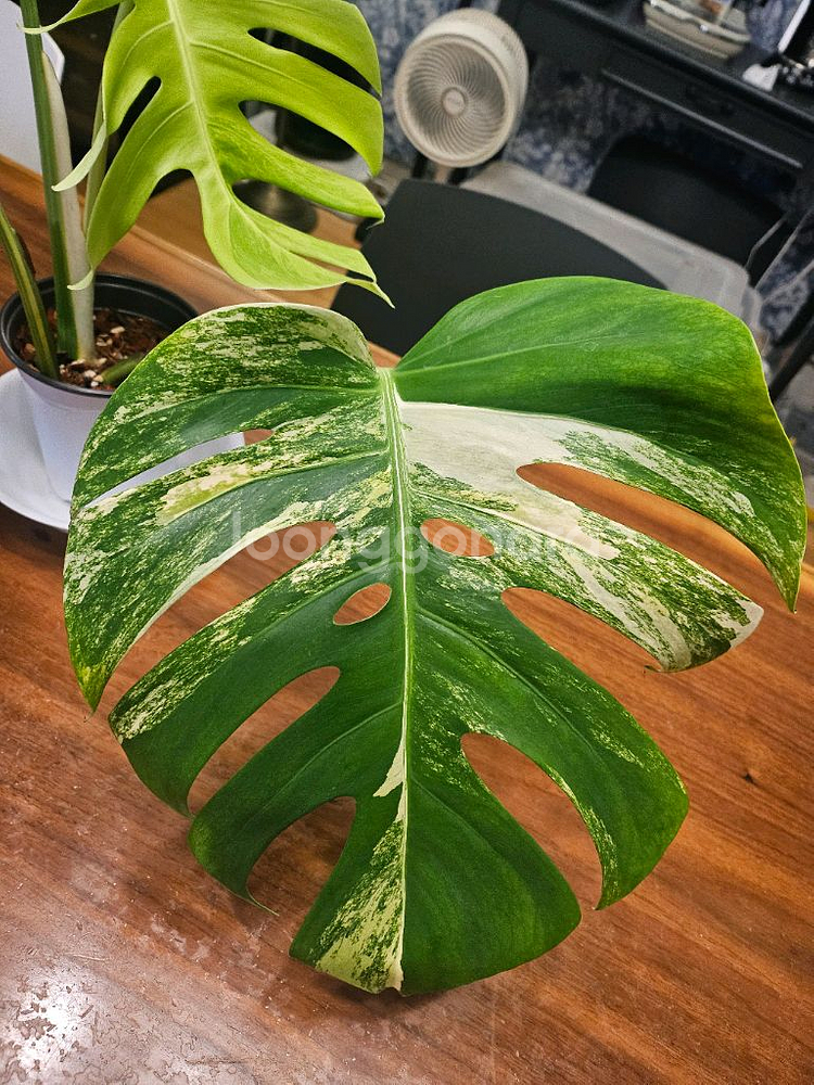 알보몬스테라 잎4장 (2)--2