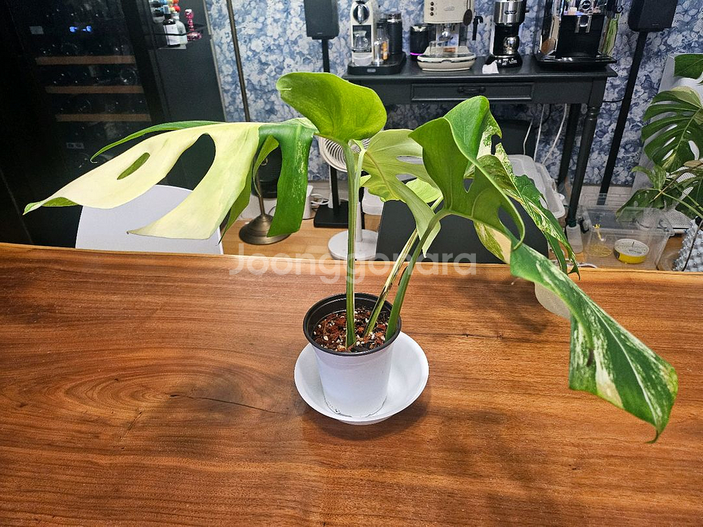 알보몬스테라 잎4장 (2)--3