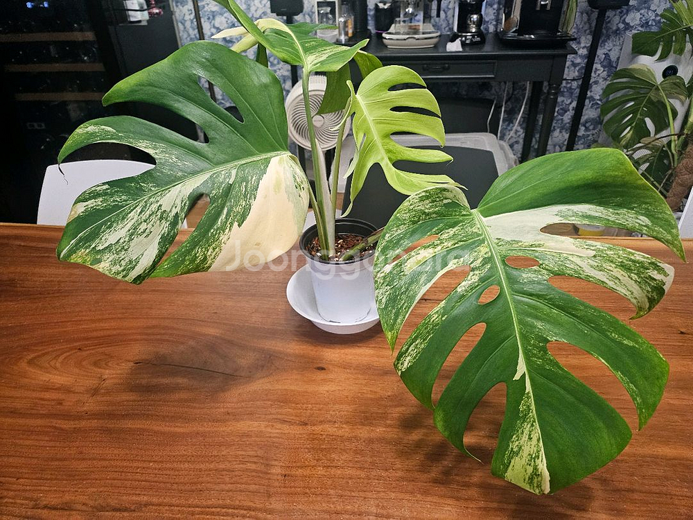 알보몬스테라 잎4장 (2)--4