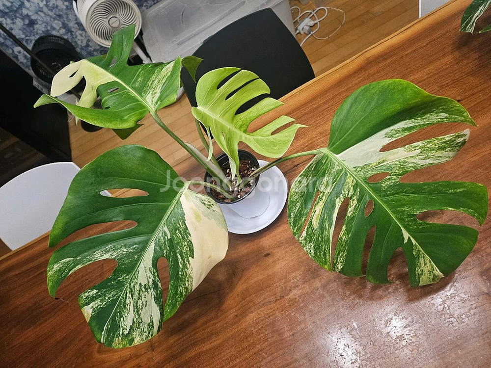 알보몬스테라 잎4장 (2)--5