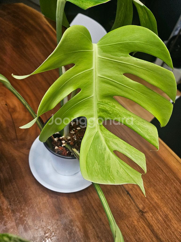 알보몬스테라 잎4장 (2)--6