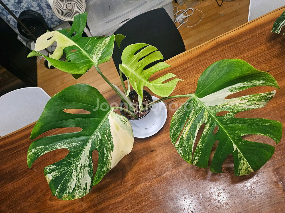 알보몬스테라 잎4장 (2)--7