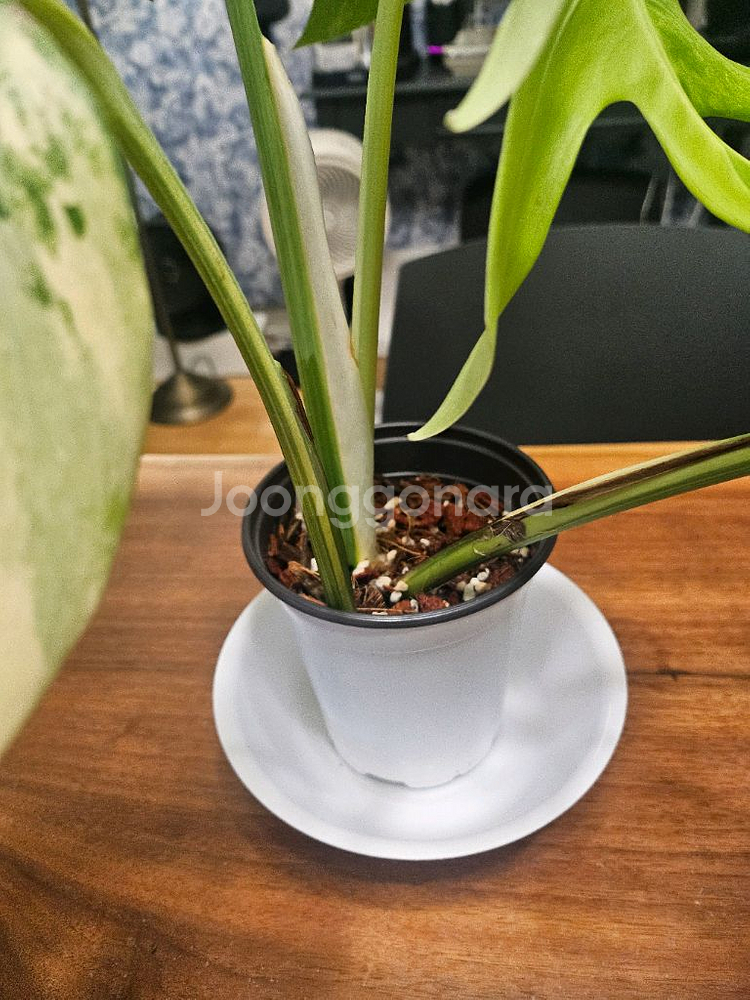 알보몬스테라 잎4장 (2)--8