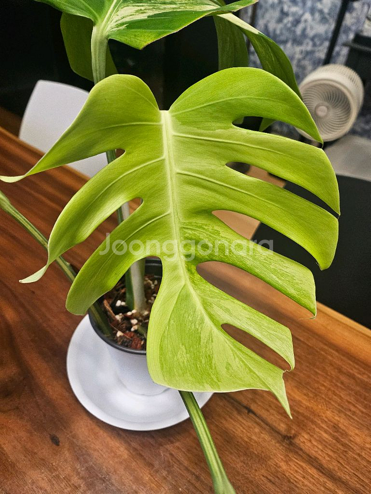 알보몬스테라 잎4장 (2)--9