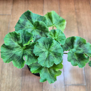 메를레종2 러시아제라늄