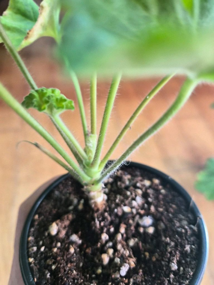 메를레종2 러시아제라늄--1