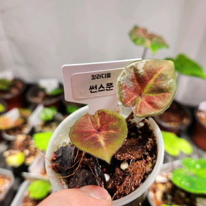 칼라디움 썬스푼