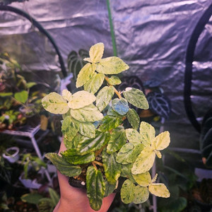 정글플랜트 펠리오니아 리펜스 바리에가타