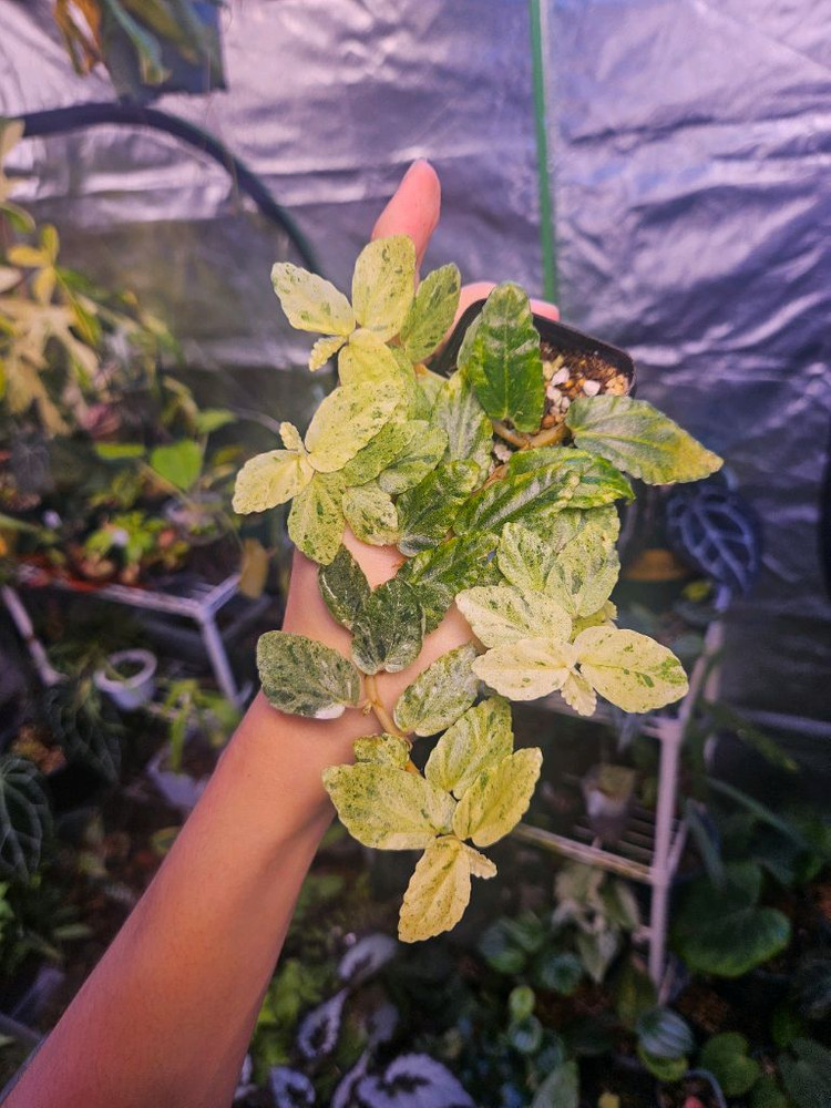 정글플랜트 펠리오니아 리펜스 바리에가타--2