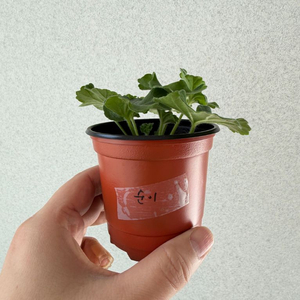 한국1 러시아제라늄2종_순이 모나베르사유 파라다이스애플