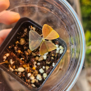 옥살리스 트라이앵글리스 바리에가타/ 무늬 보라 사랑초 산반 무늬