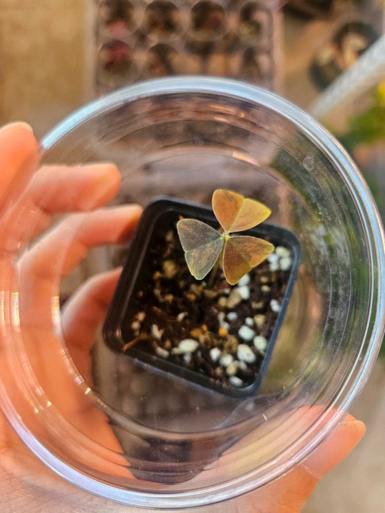 옥살리스 트라이앵글리스 바리에가타/ 무늬 보라 사랑초 산반 무늬--1