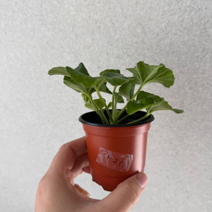 러시아제라늄3종_ 1.21 ta러브스토리 유지스신부의부케