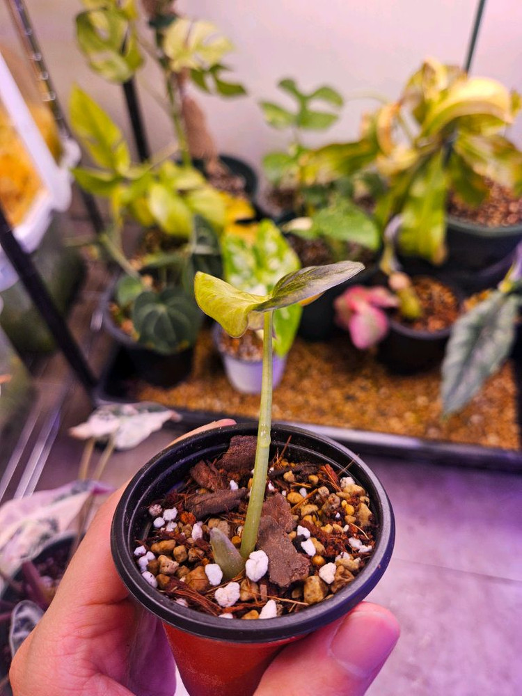 알로카시아 레갈쉴즈 옐로우 바리에가타 2개--1