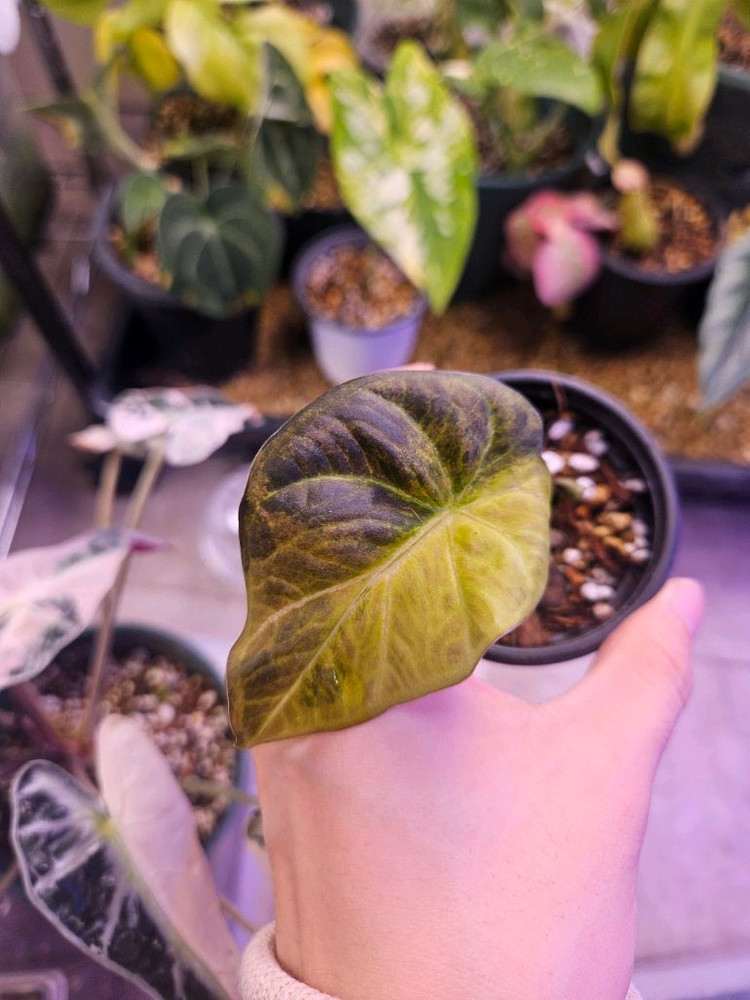 알로카시아 레갈쉴즈 옐로우 바리에가타 2개--2