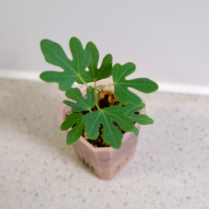 아데니아 이살로엔시스