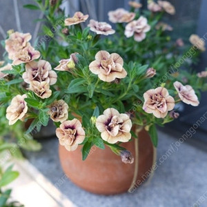 칼리브라코아 엔틱20