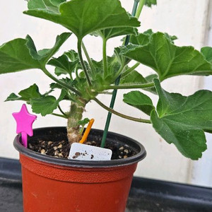 러시아 제라 파리잔카(파리지앵)