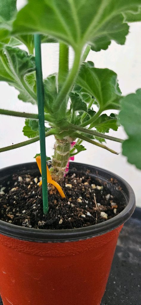 러시아 제라 파리잔카(파리지앵)--2