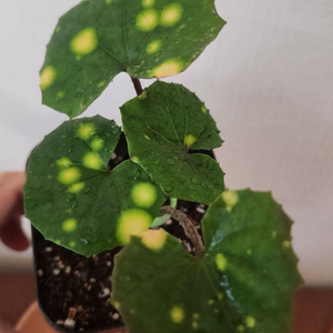 반딧불이 머위ㅡ1