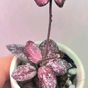 호야 칼라만탄 미니코인 스플레쉬(알로x안스x)