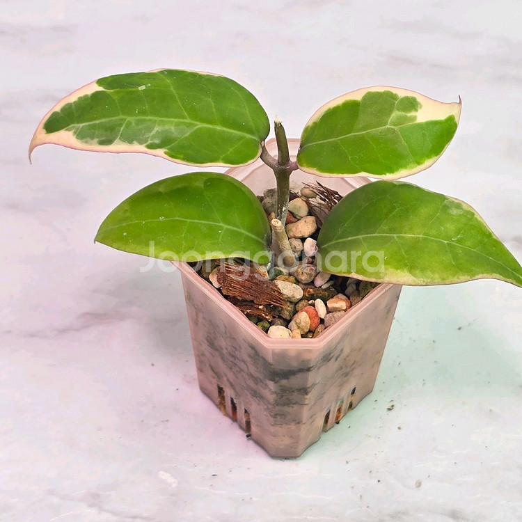 호야 2종셋트(알로x안스x)--0