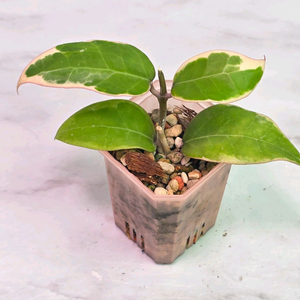 호야 2종셋트(알로x안스x)