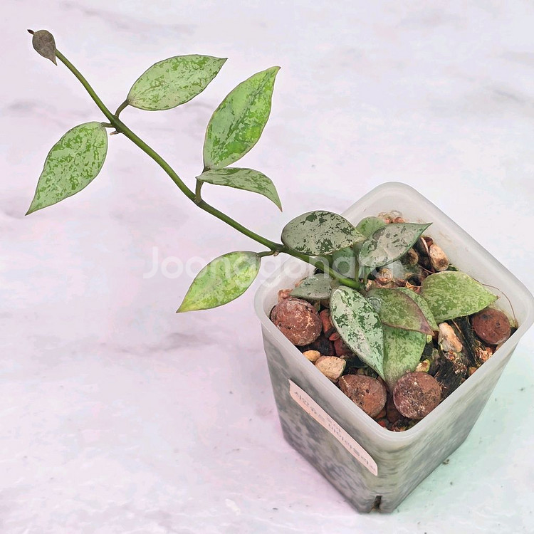 호야 2종셋트(알로x안스x)--1