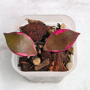 호야3종셋트 (알로x안스x)