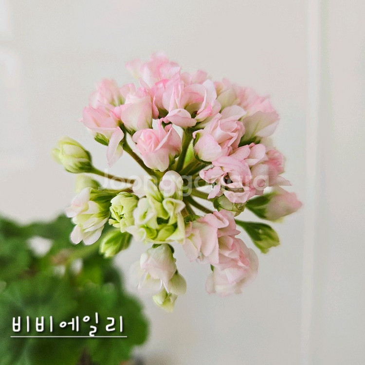 비비에일리 제라늄--0