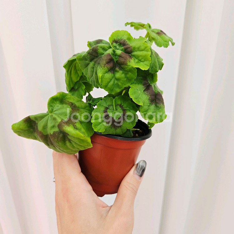 비비에일리 제라늄--2