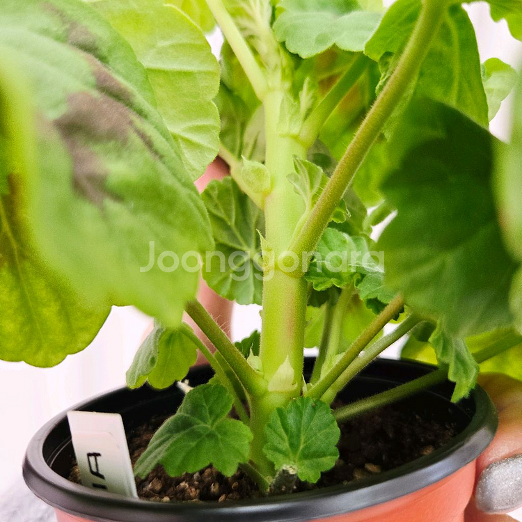 비비에일리 제라늄--3