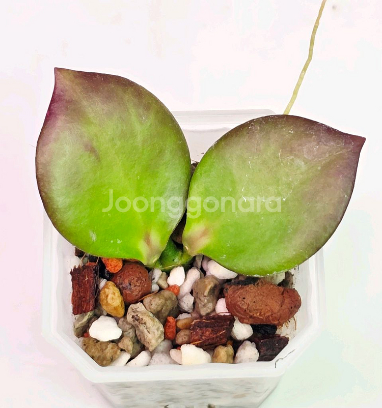 호야 4종셋트(알로x안스)--0