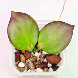 호야 4종셋트(알로x안스)