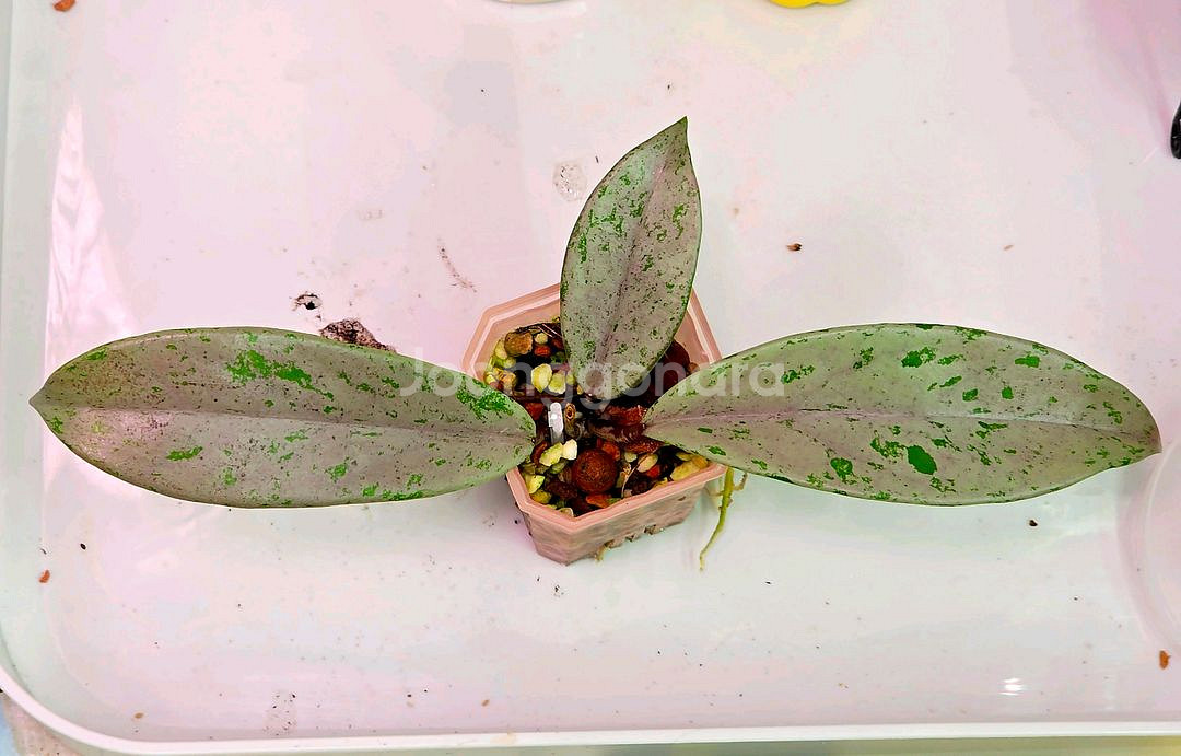 호야 4종셋트(알로x안스)--1