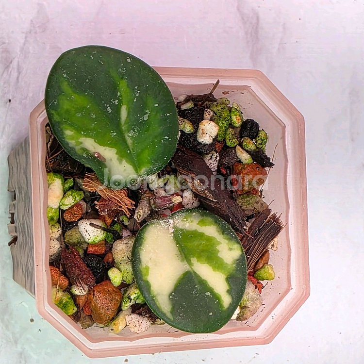 호야 4종셋트(알로x안스)--2