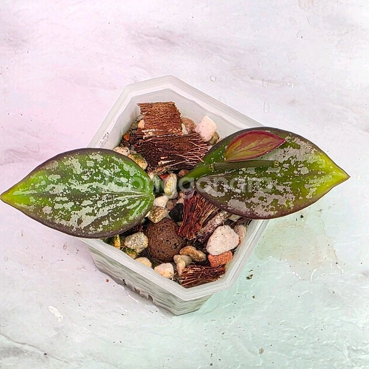 호야 4종셋트(알로x안스)--3