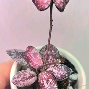 호야 3종셋트(알로x안스x)