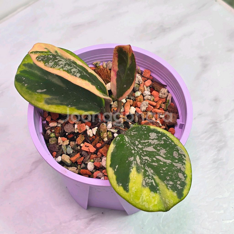 호야 오보바타 알보 스플레쉬 (알로x안스x)--0