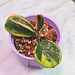 호야 오보바타 알보 스플레쉬 (알로x안스x)