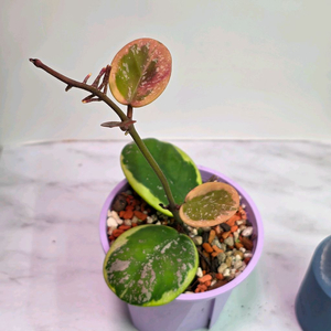 호야 오보바타 알보 스플레쉬 (알로x안스x)