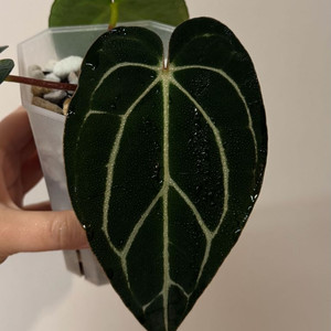 안스리움 칼라블랙키 R5 S1