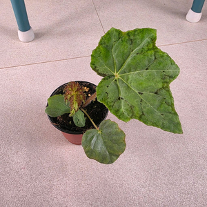 베고니아 메탈그린