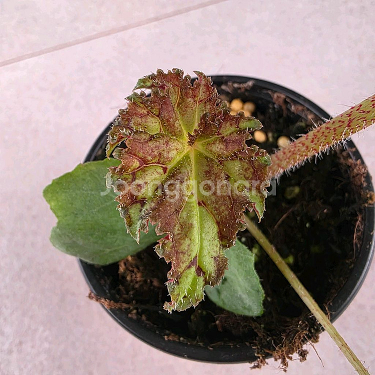 베고니아 메탈그린--2