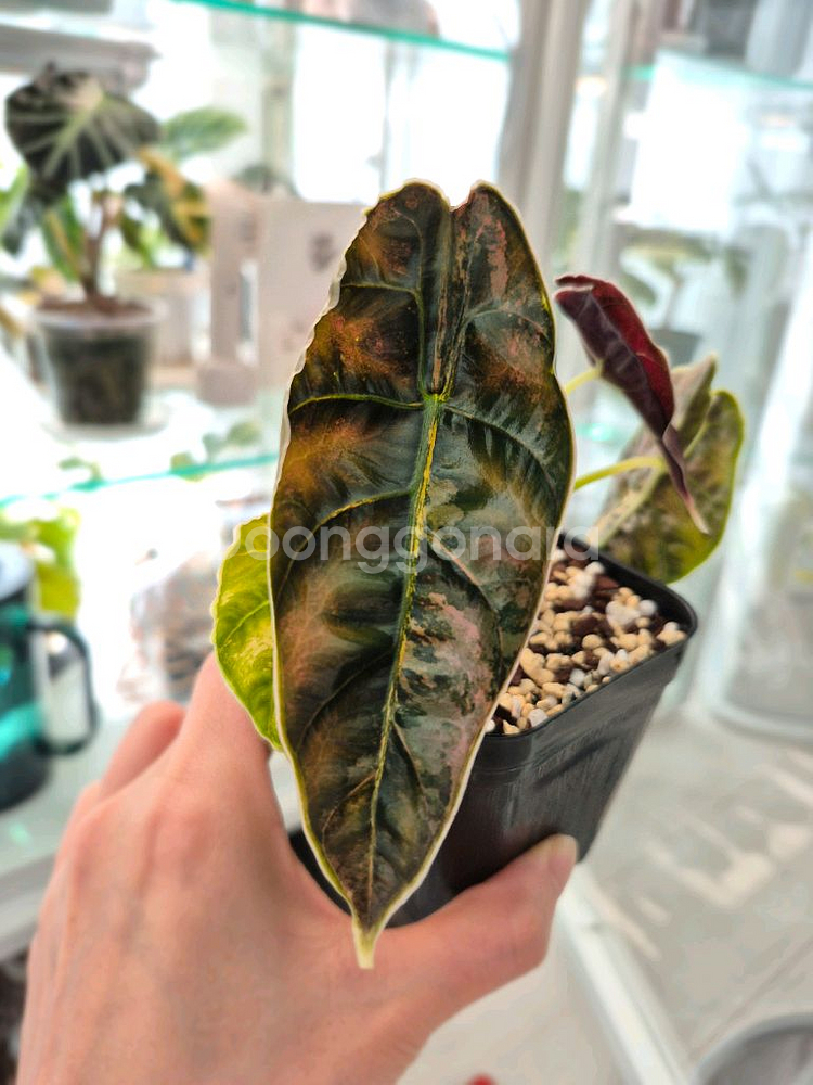 알로카시아 아즈라니 옐로우 바리에가타/모주+자구3개--0