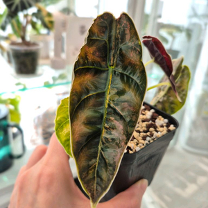 알로카시아 아즈라니 옐로우 바리에가타/모주+자구3개