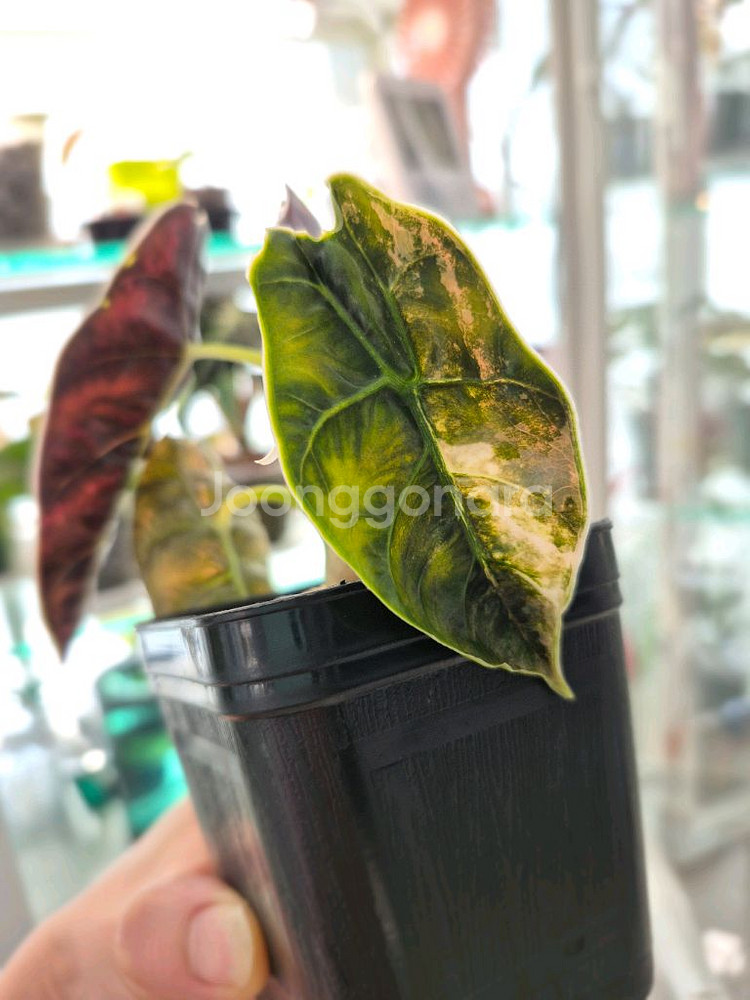 알로카시아 아즈라니 옐로우 바리에가타/모주+자구3개--1