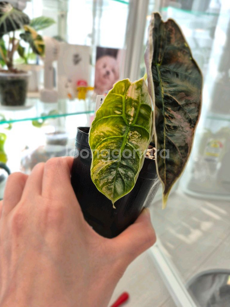 알로카시아 아즈라니 옐로우 바리에가타/모주+자구3개--2